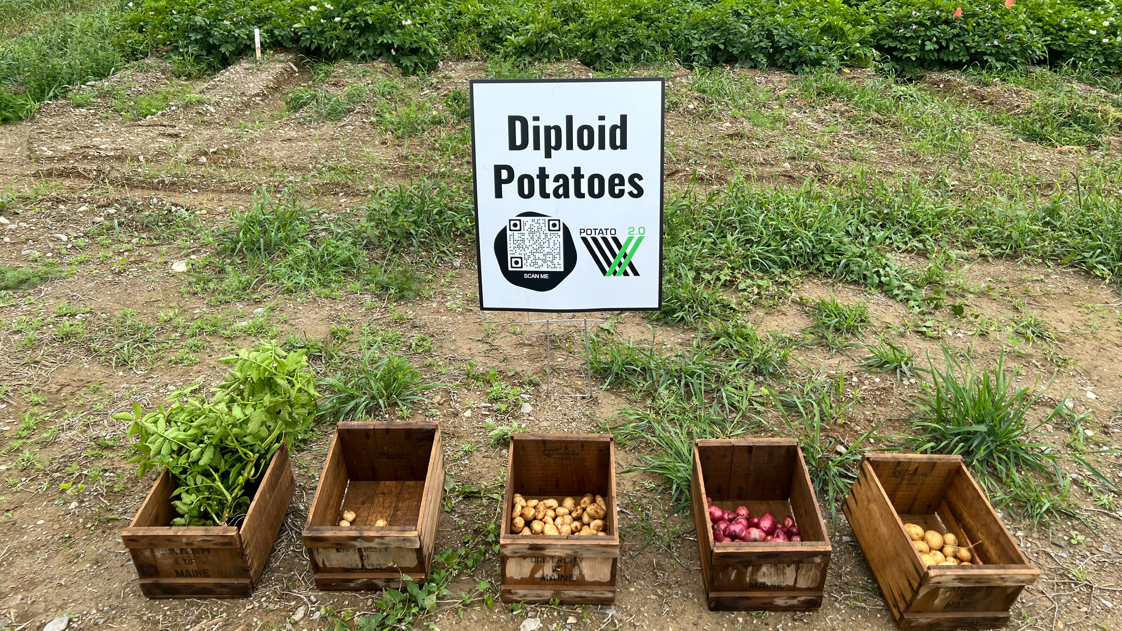 Diploids at University of Maine Field Day